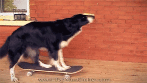 A dog skating on a porch moving image