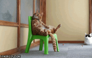 A cat sitting on a chair posture image