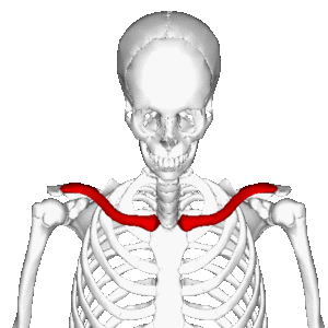 The clavicle of a skeleton with a red arrow on it.