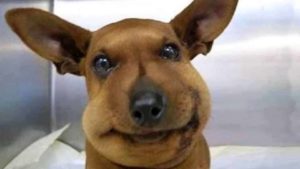 A dog with a funny face looking at the camera, with a swell expression.