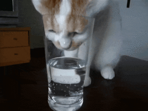 A cat drinking water from a glass while displaying signs of cramps.