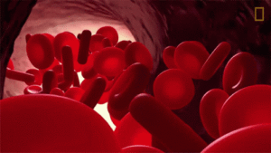 Blood cells tunneling.