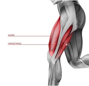 A Leg Muscle Diagram on a White Background