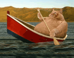 A fact cat rowing your boat moving image