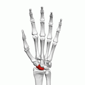A Scaphoid Moving Image on a White Background